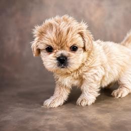 Polar bear - Cream and white male Shih Tzu puppy in Hawthorne, Florida from Simply Southern Shihtzus