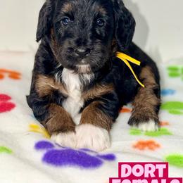 Dort - Tri-color female Bernedoodle puppy in Beecher, Illinois from Erica’s Doodles