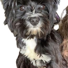 Jewls - Yorkshire Terrier