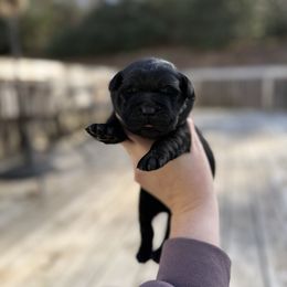 Blitzen - Black male Labrador Retriever puppy in Lenoir, North Carolina from Wooten Retrievers