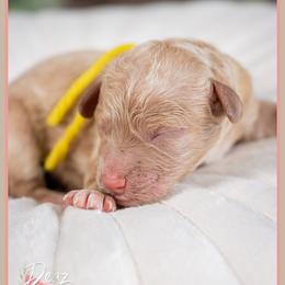 Remy - Red female Cockapoo puppy in Connersville, Indiana from Deaz Doodle Ranch