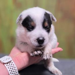 Dk Blue Collar - Blue male Australian Cattle Dog puppy in Riverton, Utah from Rundown Ranch Cattle Dogs