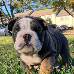 Bulldog Puppies from Reyes Bulldogs of North Georgia