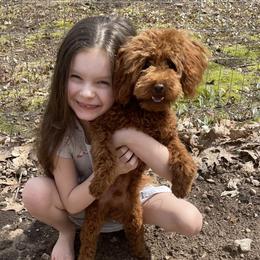 Mizer - Poodle