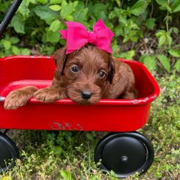 Cinderella - Red  female Goldendoodle puppy in Calico Rock, Arkansas from Cottrell’s Poodles & Doodles