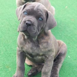 Amara - Gray female Cane Corso puppy in Nashville, Tennessee from Prestigious K9