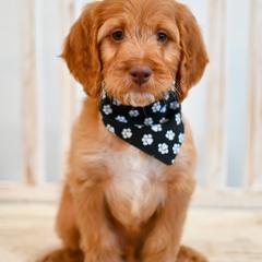 Aussiedoodle, Bernedoodle, Goldendoodle, and Irish Doodle Puppies from Sun Valley Goldendoodles