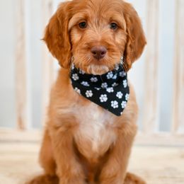 Aussiedoodle, Bernedoodle, Goldendoodle, and Irish Doodle Puppies from Sun Valley Goldendoodles