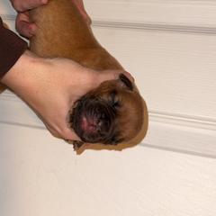 Male - Mahogany male Dogue de Bordeaux puppy in Mazomanie, Wisconsin from Blue Horizons Bordeaux