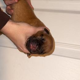 Male - Mahogany male Dogue de Bordeaux puppy in Mazomanie, Wisconsin from Blue Horizons Bordeaux