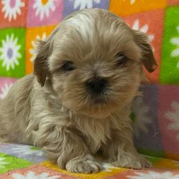 Jones - Gold and white male Shih Tzu puppy in Easley, South Carolina from Full of Shih Tzus
