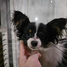 Declan - White black and tan male Papillon puppy in Webster, Texas from Fairytail Papillon's & Phalene's