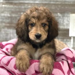 Griffin - Tri-color male Bernedoodle puppy in Phelan, California from PuppyPaws4U
