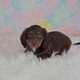 Dachshund Puppies from Newbern's Nuggets