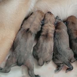 Belgian Malinois Puppies from Pyrex Kennels