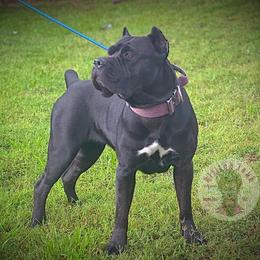 Cane Corso puppies from Killing Joke Kennels