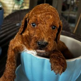 Black Collar Female - Red  female Goldendoodle puppy in Eunice, Louisiana from Maison De Pawz
