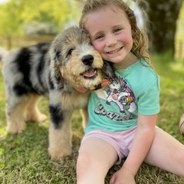 Bernedoodle, Bernese Mountain Dog, Poodle, and Sheepadoodle Puppies from My Fair Doodles
