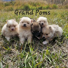 Pomeranian Puppies from Grand Poms
