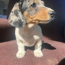 Bendi - Piebald female Dachshund puppy in Sallisaw, Oklahoma from Wild West Dachshunds