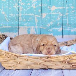 Elowyn (Cardi) - Golden female Cockapoo puppy in Reidsville, North Carolina from Something to Bark About Dog Training