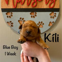 Boy 3 - Golden male Golden Retriever puppy in Star, Idaho from Gold Treasure Retrievers