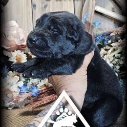 Tex - Black male German Shepherd puppy in Sequim, Washington from German Shepherd Haus
