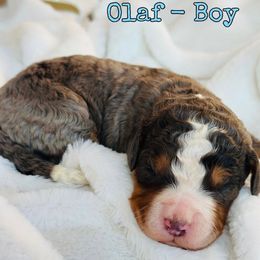 Olaf - Merle male Bernedoodle puppy in Sherman, Illinois from Shirl Doodle Life
