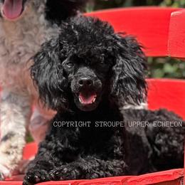 Stella - Poodle