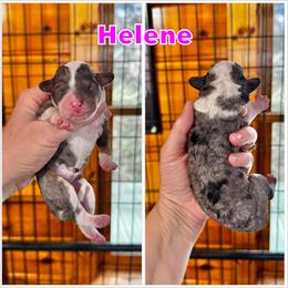 Helene - Blue merle female Bernedoodle puppy in Banner Elk, North Carolina from Walnut Tree Bernedoodles