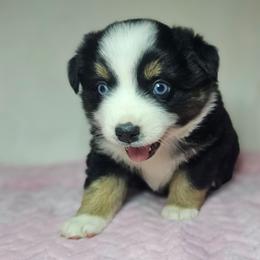 Strawberry - Black tri female Miniature Australian Shepherd puppy in Owensboro, Kentucky from JnT's Bluegrass Mini Aussies