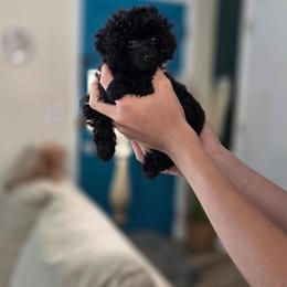 Mercy - Black female Poodle puppy in Cornelia, Georgia from Yates Family Farm