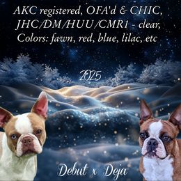 Boston Terrier puppies from Sitsler Bostons