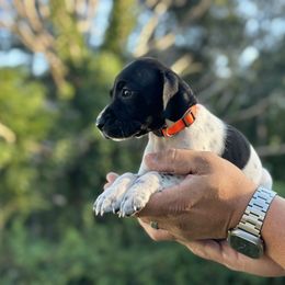 Miss Fritter - Black and white female German Shorthaired Pointer puppy in Six Mile, South Carolina from Proper Pointers