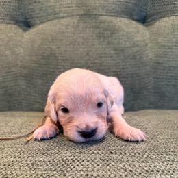 Female pick 6 - Light golden female Golden Retriever puppy in Colville, Washington from Columbia Ridge Goldens