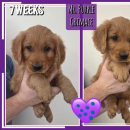 Grimace - Dark golden male Golden Retriever puppy in Driggs, Idaho from SK Golden Retrievers