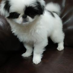Bess - Black and white female Japanese Chin puppy in Salem, Oregon from Chinnychinchinofsalem