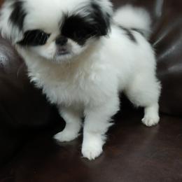 Bess - Black and white female Japanese Chin puppy in Salem, Oregon from Chinnychinchinofsalem