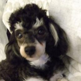 Poodles and Yorkipoos from Sweet Carolina Pups