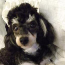 Poodles and Yorkipoos from Sweet Carolina Pups