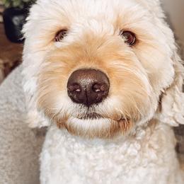 Sadie - Goldendoodle