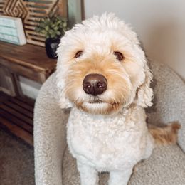 Sadie - Goldendoodle