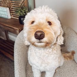 Sadie - Goldendoodle