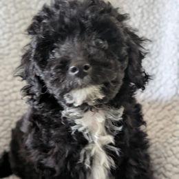 Boy 1 - Black male Poodle puppy in Mamou, Louisiana from Cajun Furry Friends