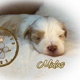 Midas - Parti male Miniature Schnauzer puppy in Dorr, Michigan from Enchanted Paws