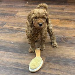 Siskin (red collar) - Red  Poodle puppy in Greensboro, North Carolina from Joyful Poodles