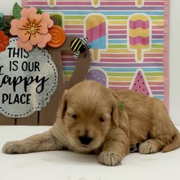 Kimchi (Kimmy) Green - Red  female Goldendoodle puppy in Cincinnati, Ohio from KSchott Kennels