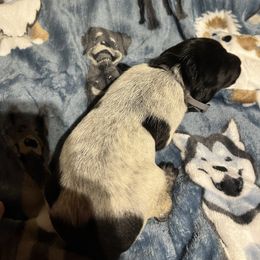 Manning - Black roan male German Shorthaired Pointer puppy in Jackson, Georgia from Tiner GSP’s LLC