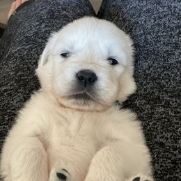 Golden Retriever Puppies from Garrett’s English Golden Retriever’s