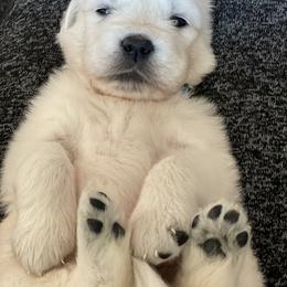 Golden Retriever Puppies from Garrett’s English Golden Retriever’s